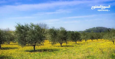  3 أرض زراعية من أجمل أراضي إربد الخصبة وتصلح للبناء للبيع بنصف القيمة