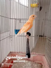  8 جواز كنار جوز دره اليفات كوكتيل اليف ذكور كنار جوز فيشر تحتو بيض