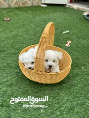  1 Maltese puppy’s