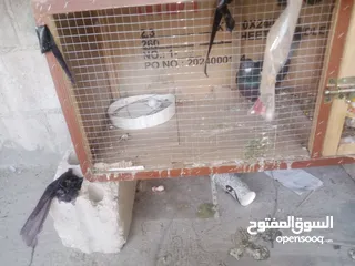  1 حمام للبيع او البدل على ببغاء اليف