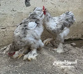  23 براهما اصل الحجم الكبير