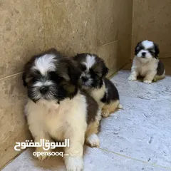  4 شيتزو ذكر للبيع