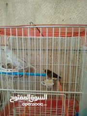  1 كناري جوز الذكر مقنبر زيتي مزبن الطيرة اغات سكني جاهزة فول لافا العش حبة طويلة منتجات