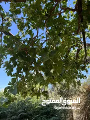  21 مزرعة 10 دونمات مع شاليه و مسبح للبيع