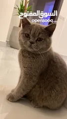  2 Missing cat/ قطو مفقود فهد الاحمد