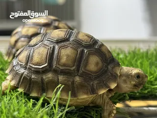  5 سلاحف بريه