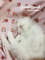  3 قط صغير عمر شهرين مدرب kitten 2 months