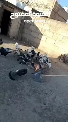  2 حمام بلدي تشكيلة