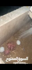  2 جوز دره البينو تحتو 3 فراخ و ضل بيضتين