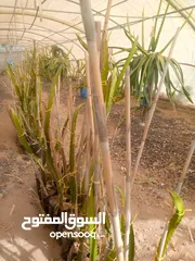  4 اشكال دراغون فروت