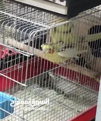  1 جوز كوكتيل شغال ومكفول للبيع او البدل ع كنار او روز او دره شغال