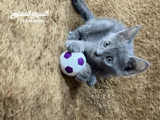  3 Russian blue  kitten