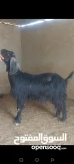  11 بسم الله الرحمن ارحيم معز فل لحم وسن صغير ضحايه