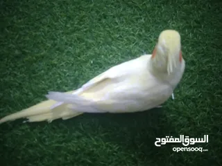  2 فرخ لتينو اليف عين حمره