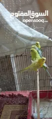  4 جوز عصافير حب
