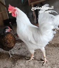  1 ديج عرب نشط و يلقح