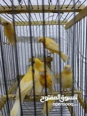  3 متاح مخليف كنار جزري ابيض اقرا الواصف