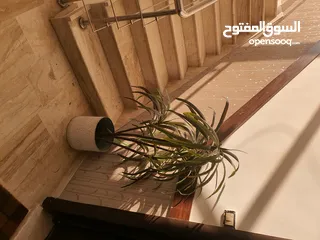  6 شقة للإيجار دير غبار