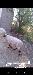  2 نعجه قبرصيه
