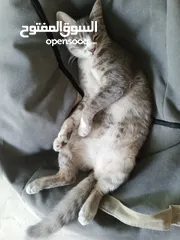  1 قطة انثى شيرازي هملايا للتبني مجانا عمر تسع اشهر مع ملحقاتها غير مؤذية وتحب اللعب و نظيفة