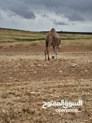  7 ناقه  طيبه