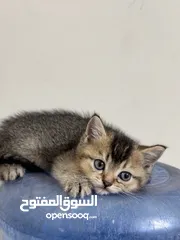  11 جولدن سكوتش فولد وستريت مستويات حلوة