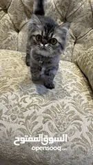  1 قطة صغيرة شيرازية