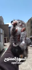  4 قطط شيرازي اصل للبيع العمر شهر
