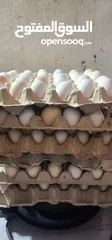  2 بيض عربي للبيع  30