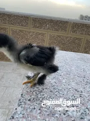  4 صيصان براهمي لبيع