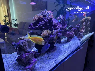  6 Aquarium with salt water (fish, coral and all appliances are included)