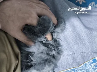  8 قط مكس فارسي و هيميلايا عمر 3 اشهر ذو فرو كثيف و عيون رمادية لطيف و لعوب و