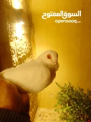  2 بولنديات نخب ولا غلطة