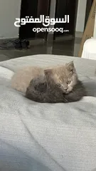  4 Scottish Fold-Male Straight ears