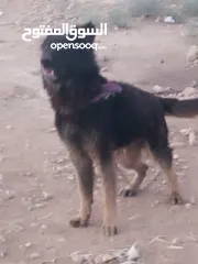  1 كلب للبيع ----