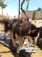  4 كلب هاسكي للبيع