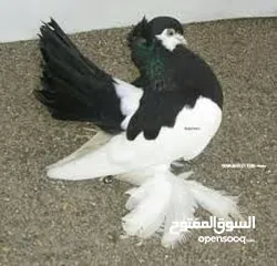  1 حمام فولكا جوزين للبيع