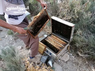  2 عسل أربعين نباتاً إيرانياً