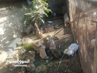  7 ارانب بلديه شغالة تربيه منزليه