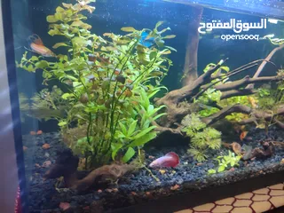  6 حوض نباتات اجنبي كريستال اكوائيل تحفه فنيه