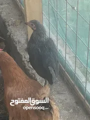  2 دجاج عرب للبيع