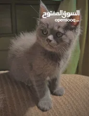  5 قطط مشكلة هملايا شيرازي بريتش شورت هير بيع سعر رمزي