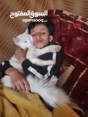  3 قطط شرازي للبيع في صنعاء الاصبحي المقالح