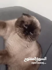  5 قط  و قطه هملايا شوكلت و قطتين  كتنز كتن بيبي  3 شهور  ابيض ناصع و عيون زرق  القط رغدول البيور الضخم