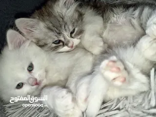  4 قطة شيرازي بيور للبيع بسعر نغرب