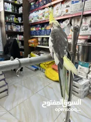  9 كوكتيل ذكر متكلم عرض قوي عالسعر شوف الوصف