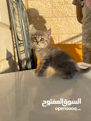  12 قطط صغيرة عمر 3 أشهر عدد 6 للبيع
