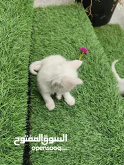  4 قطط شيرازي عمر 50 يوم