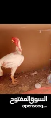  3 صيصان الماني