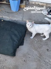  1 قط أبيض للبيع